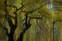 WILLOW (Salice piangente)